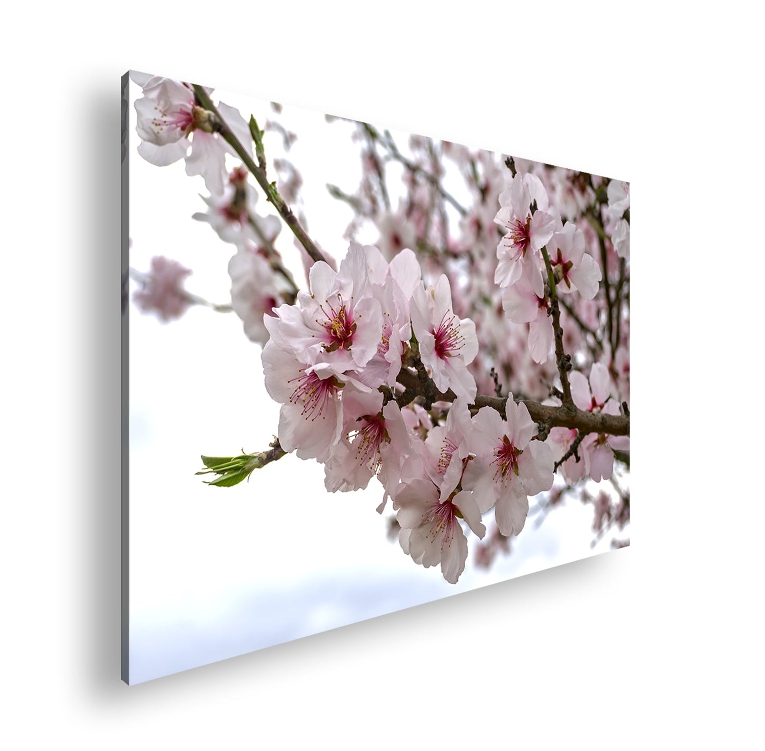 Leinwandbilder Blumen