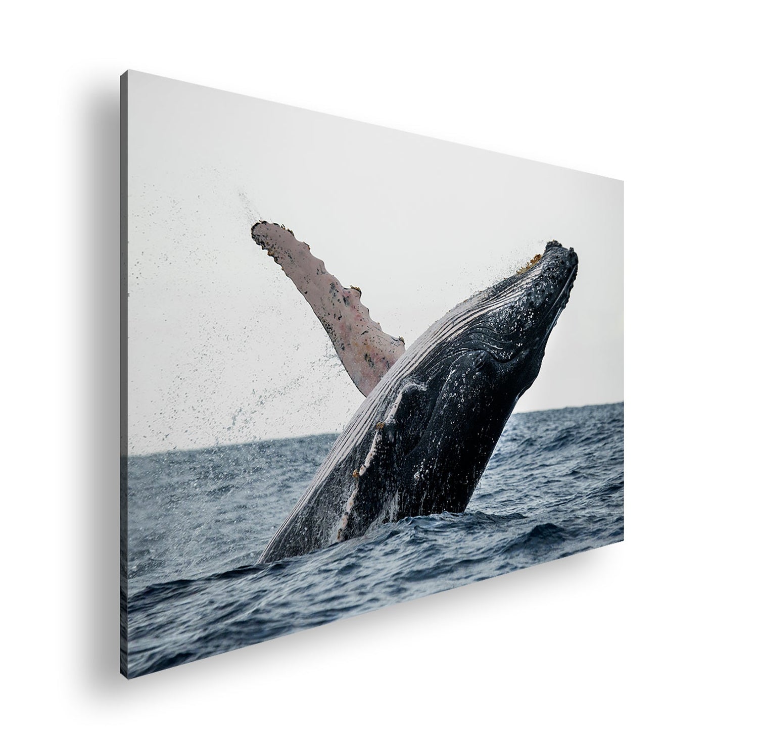 Leinwandbilder Fisch