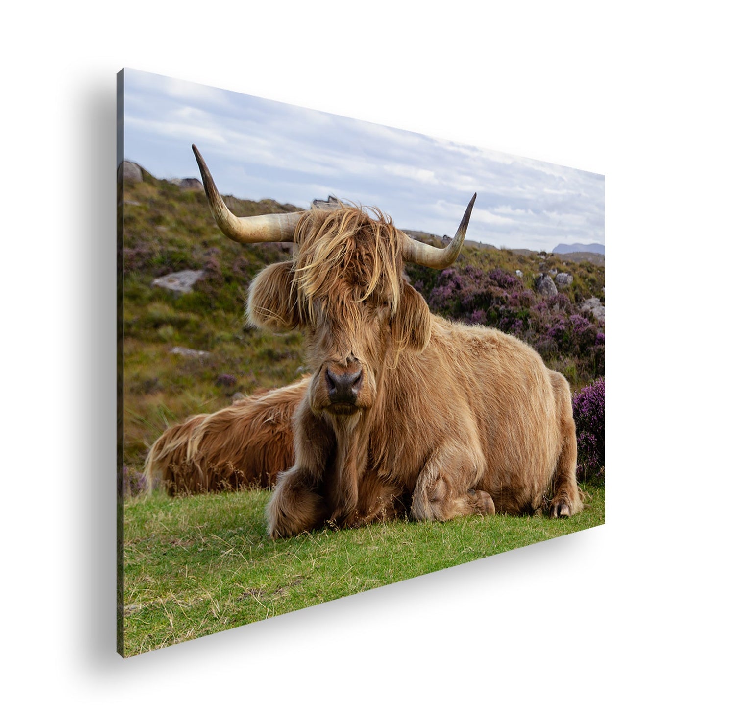 Leinwandbilder Tiere