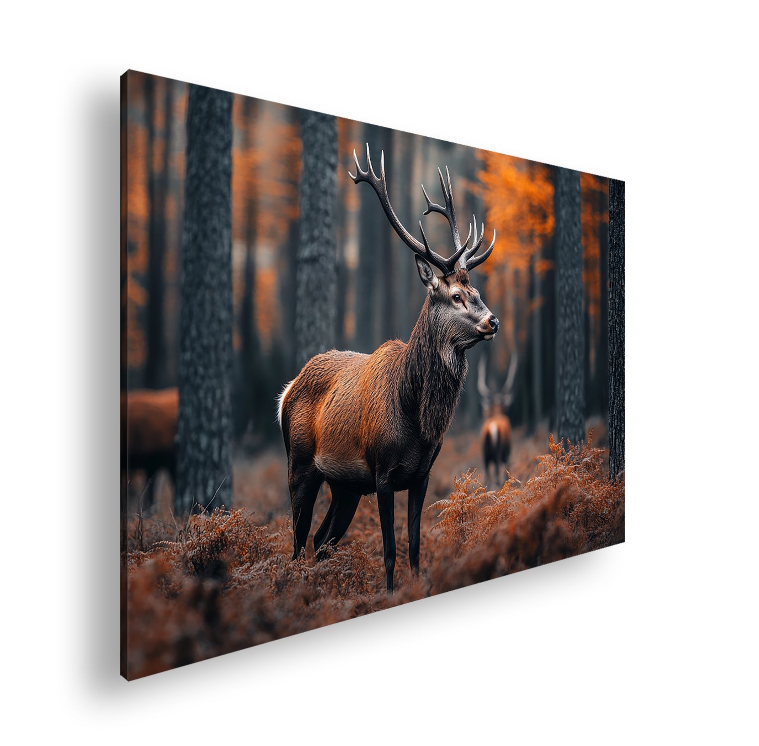 Hauptbild Farbig Standart