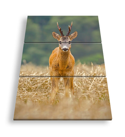 Hauptbild Farbig 3 Teilig