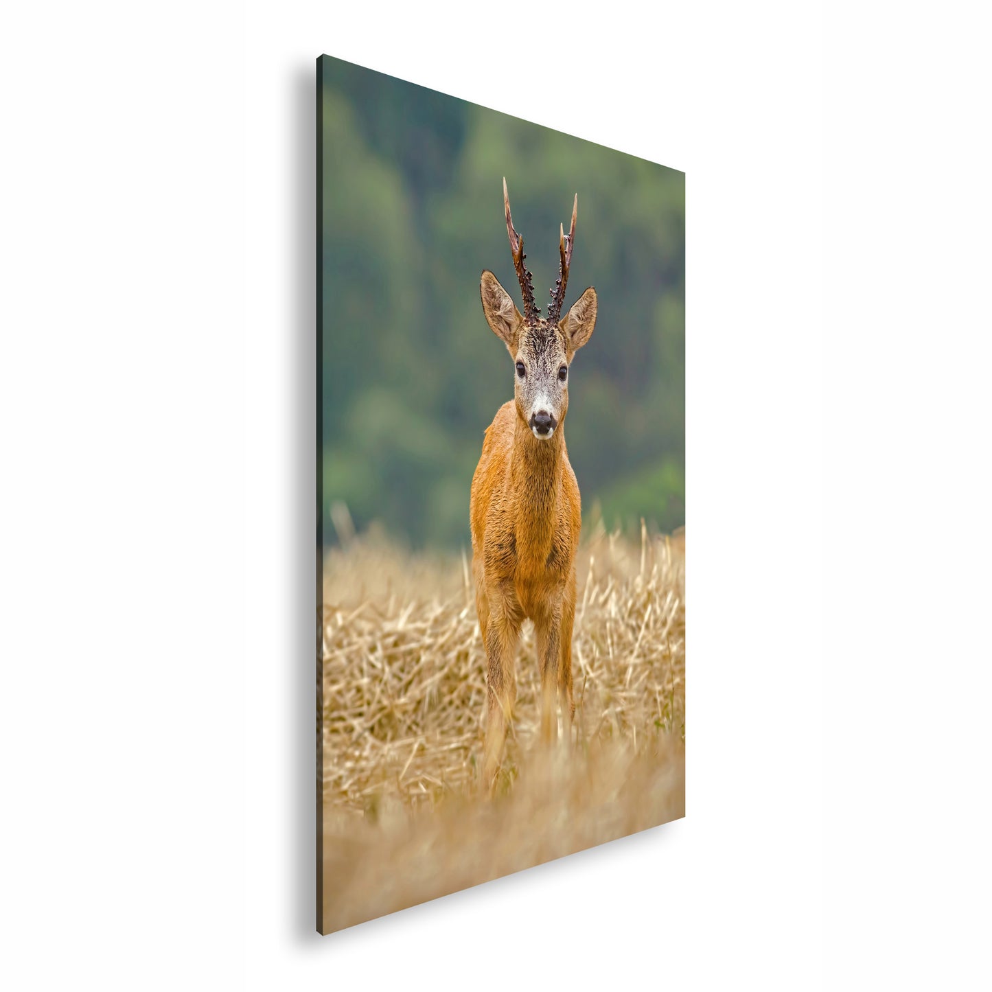 Hauptbild Farbig Standart