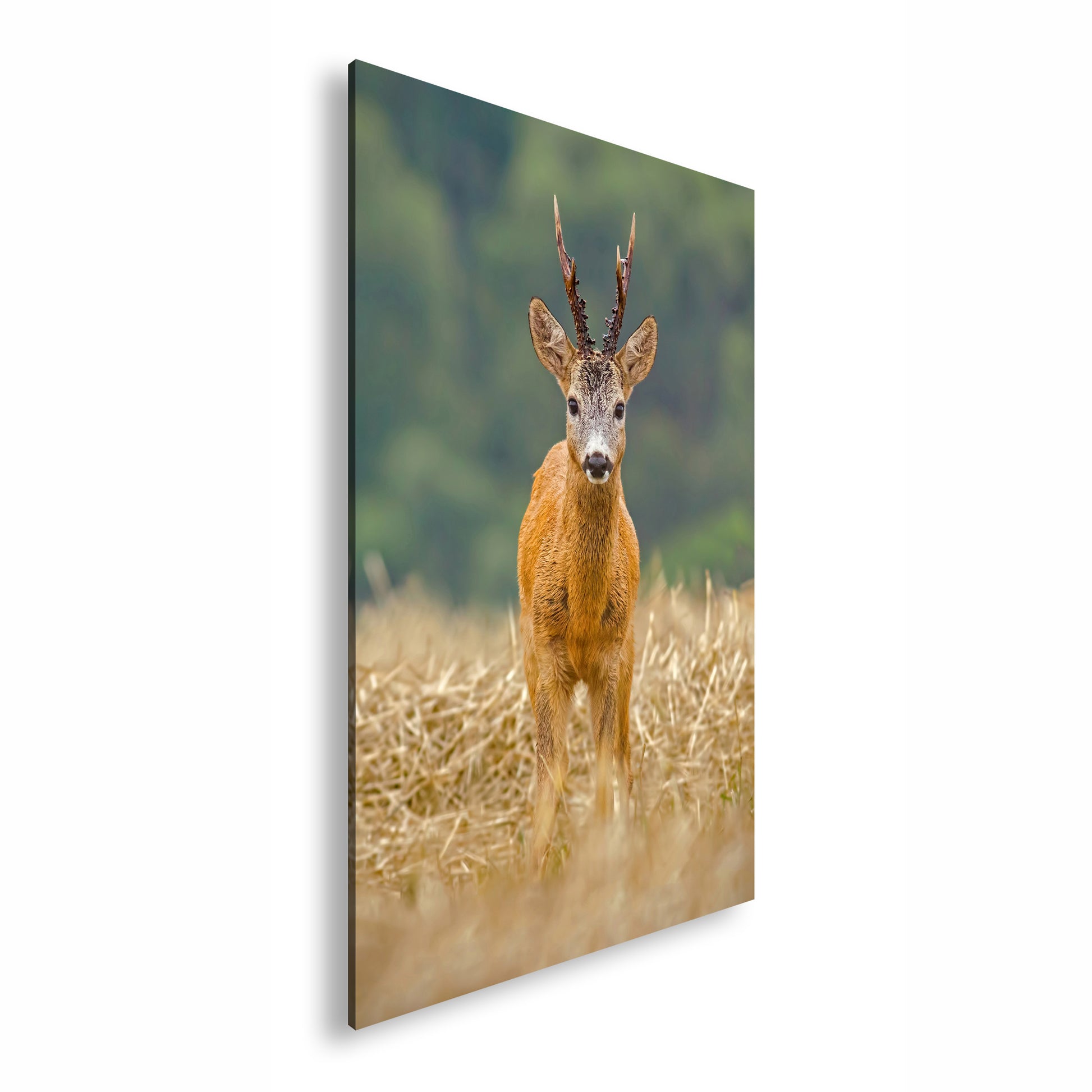 Hauptbild Farbig Standart