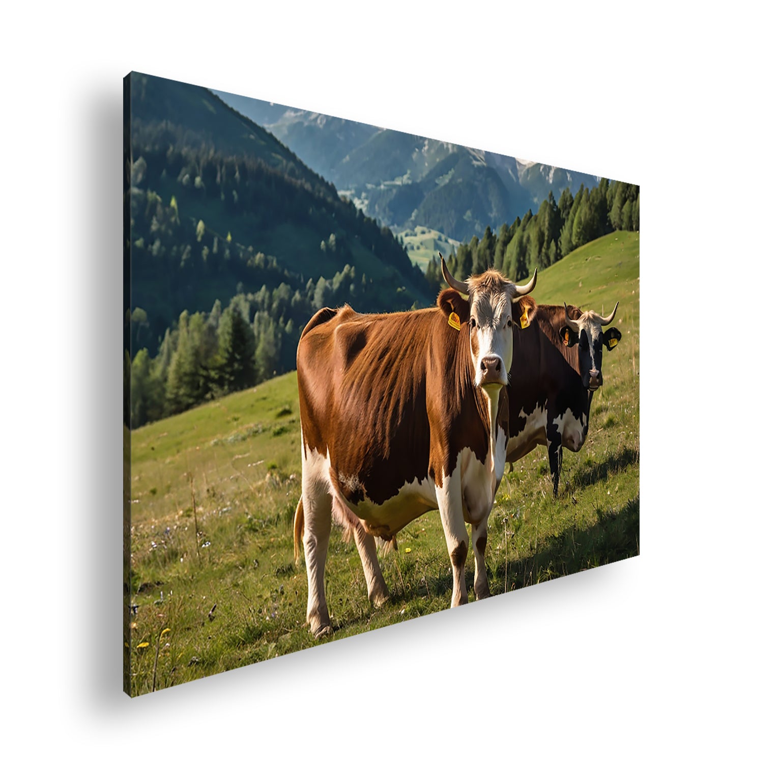 Hauptbild Farbig Standart