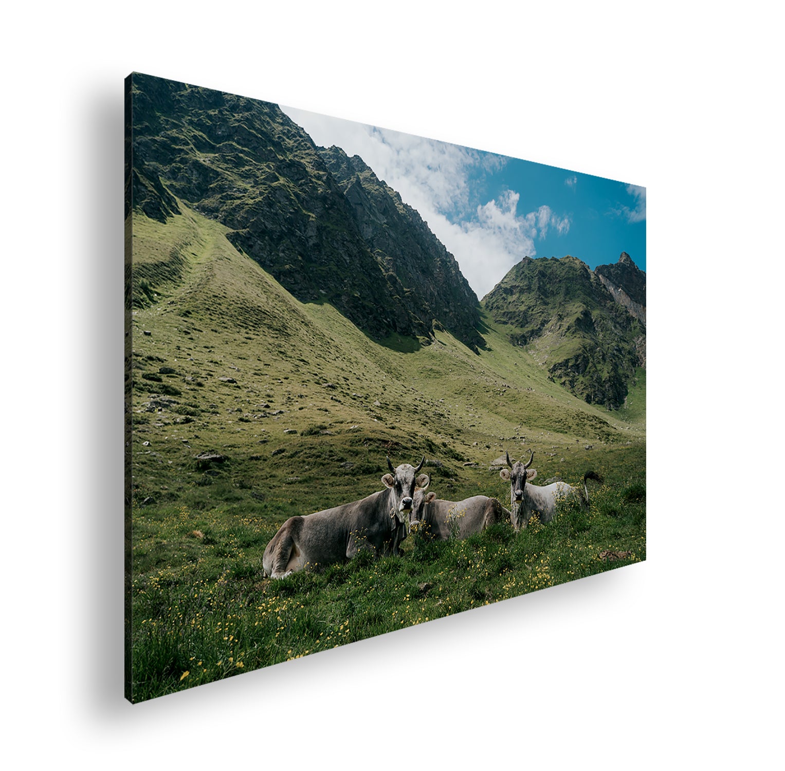 Hauptbild Farbig Standart