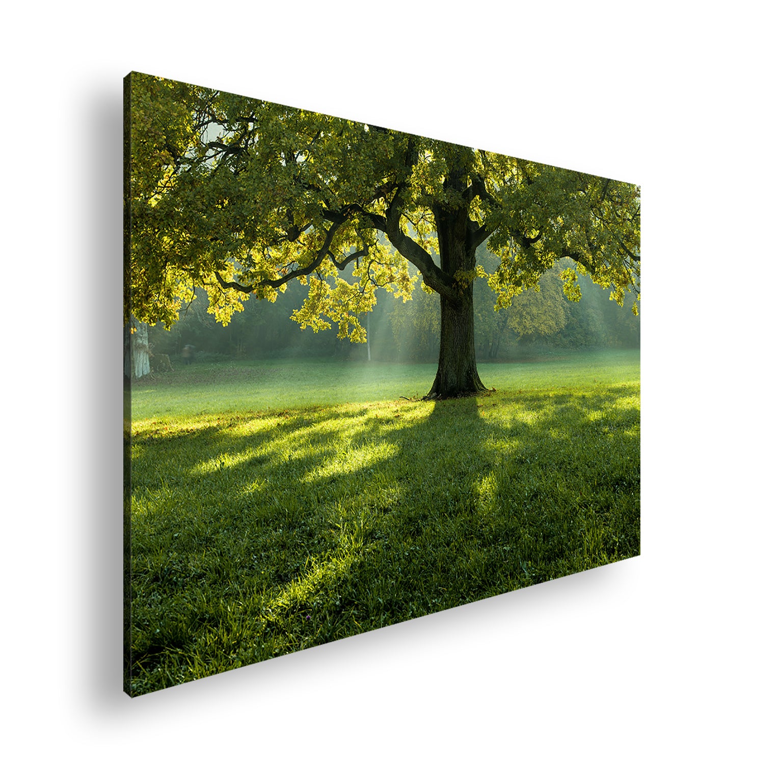 Hauptbild Farbig Standart