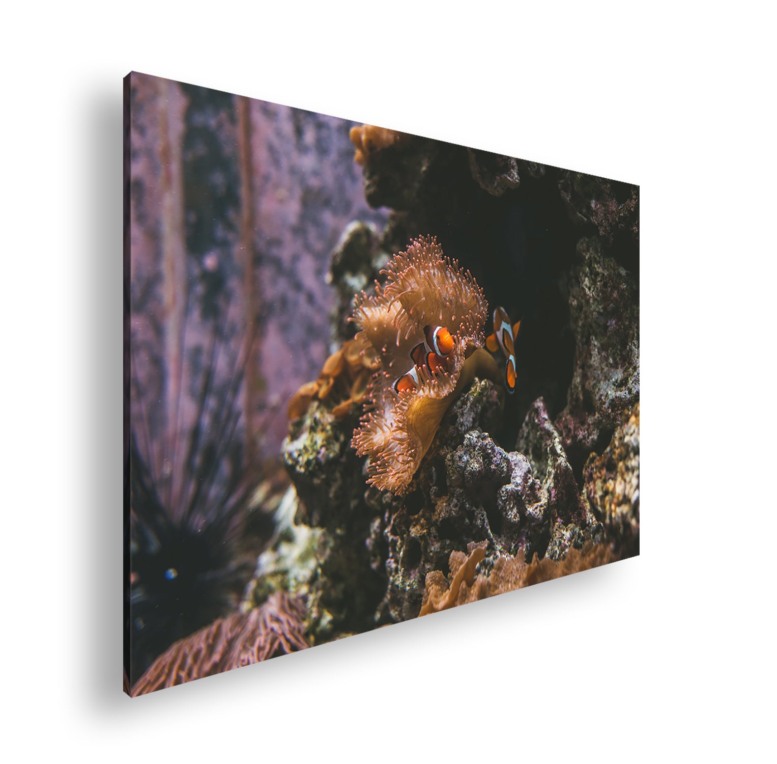 Hauptbild Farbig Standart