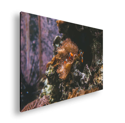 Hauptbild Farbig Standart