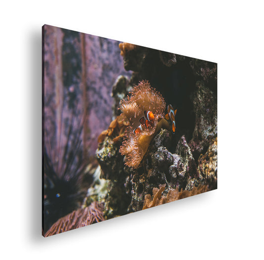 Hauptbild Farbig Standart