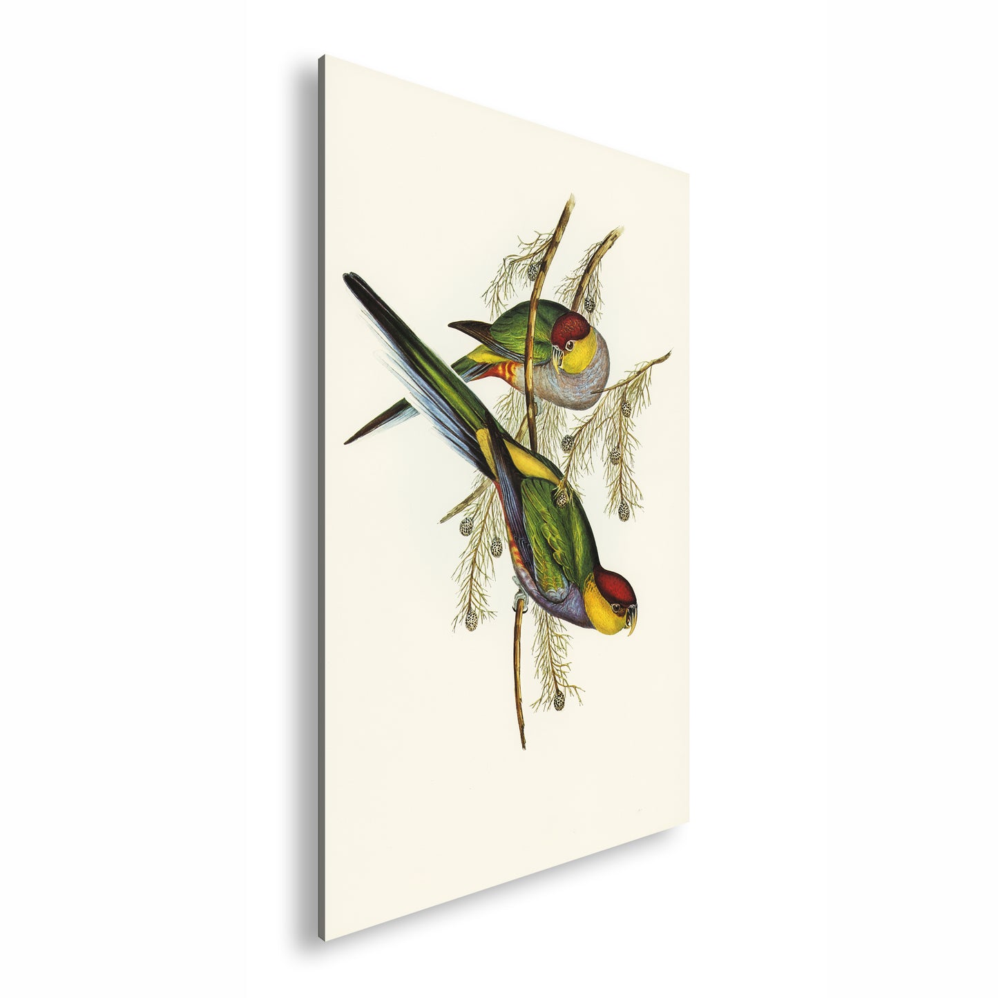 Hauptbild Farbig Standart