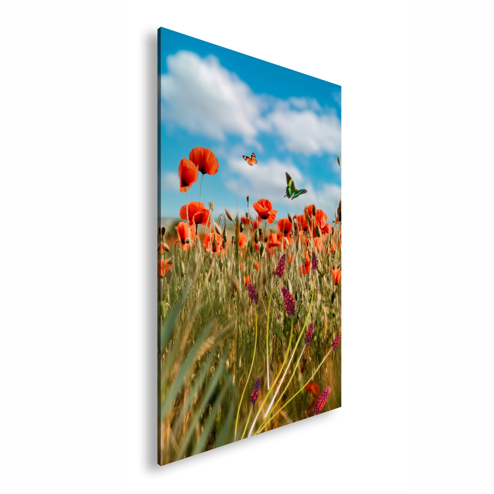 Hauptbild Farbig Standart