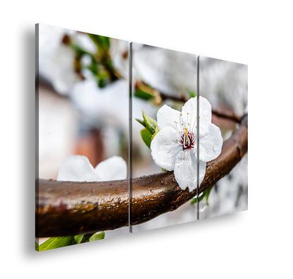 Hauptbild Farbig 3 Teilig