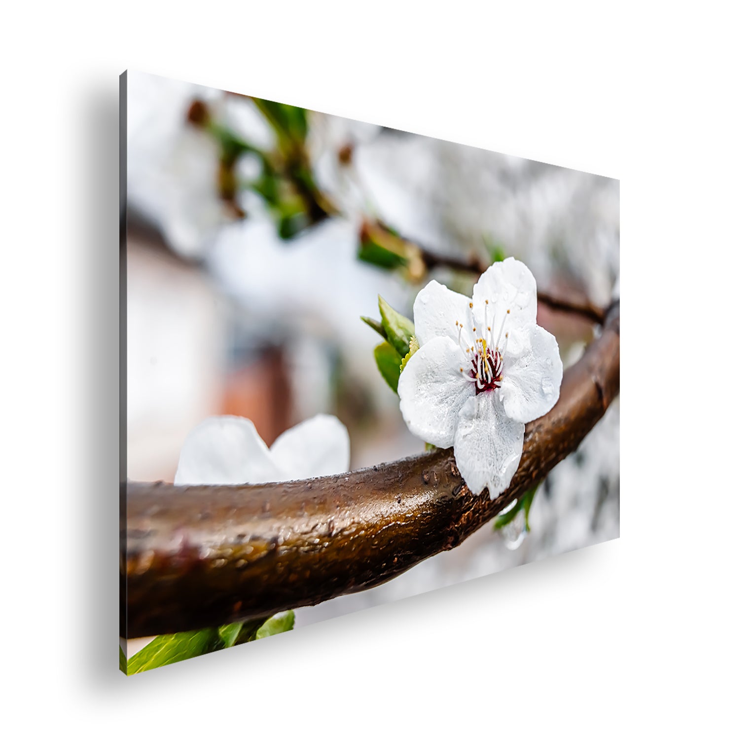 Hauptbild Farbig Standart