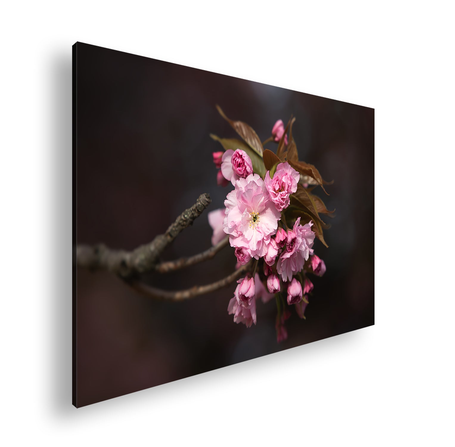 Hauptbild Farbig Standart