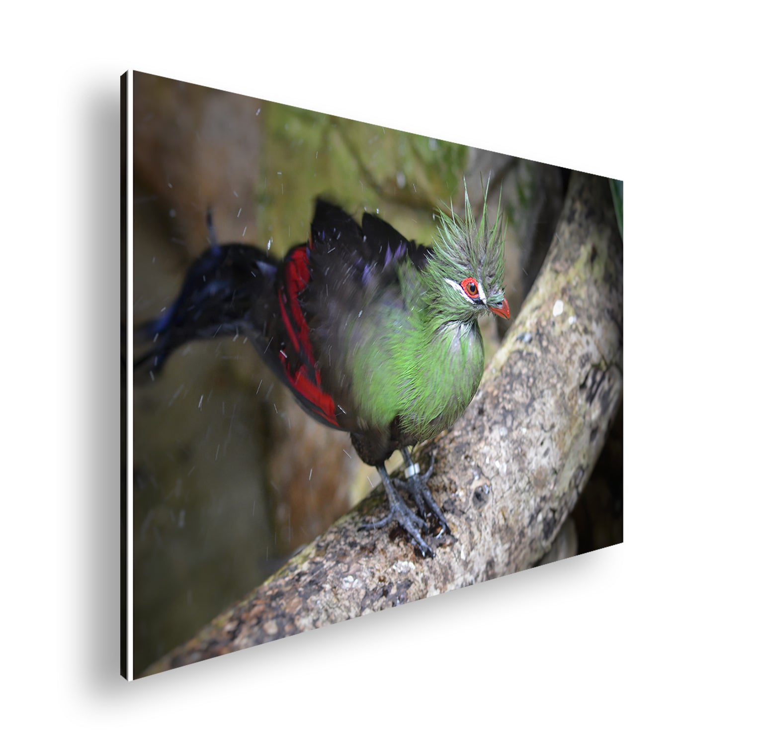 Hauptbild Farbig Standart