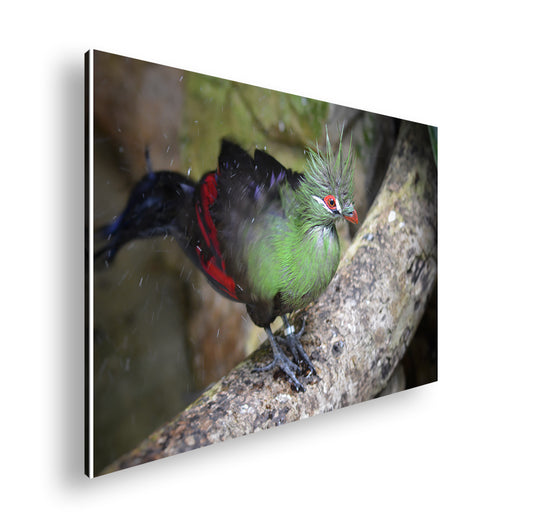 Hauptbild Farbig Standart