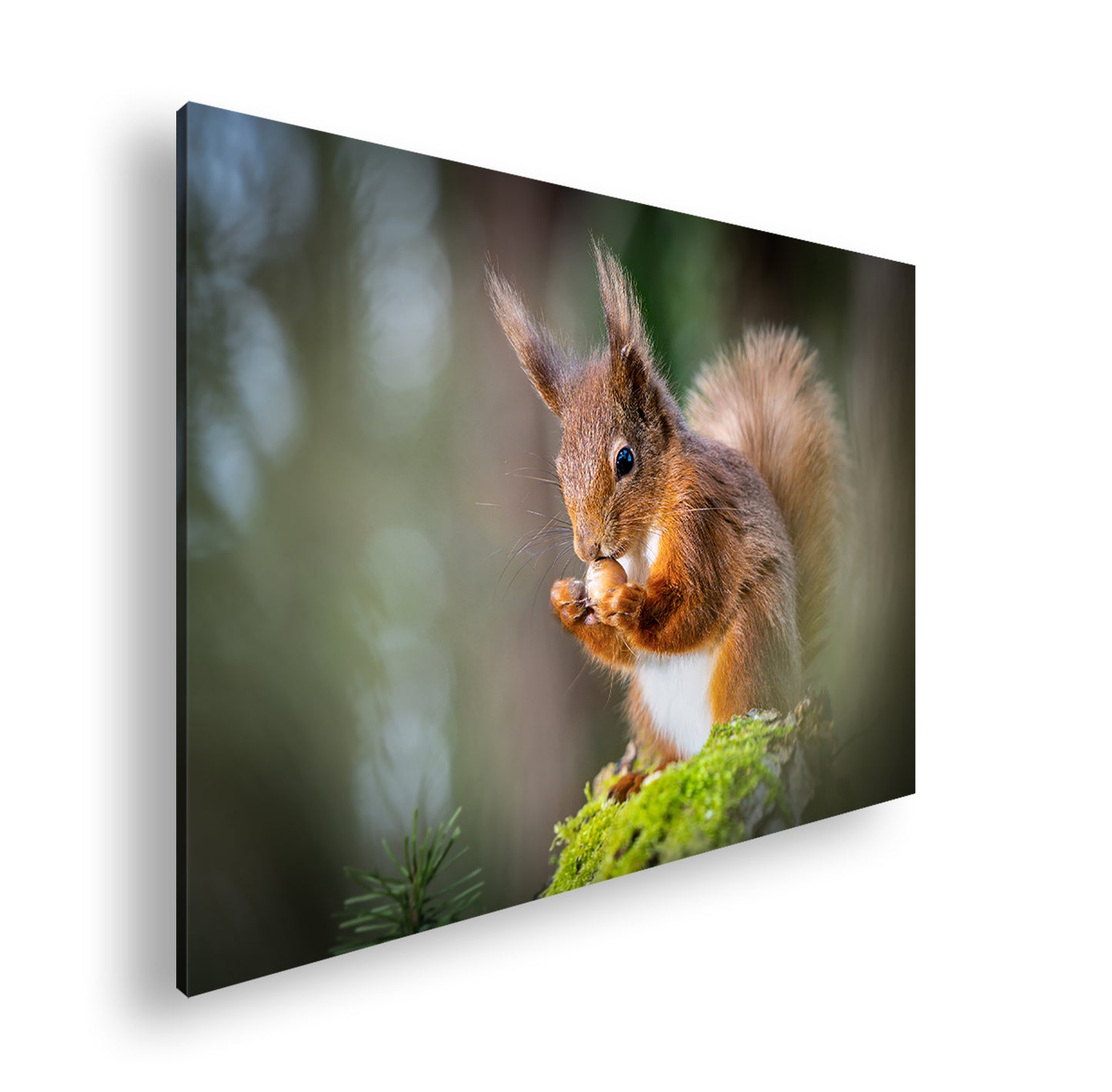 Hauptbild Farbig Standart