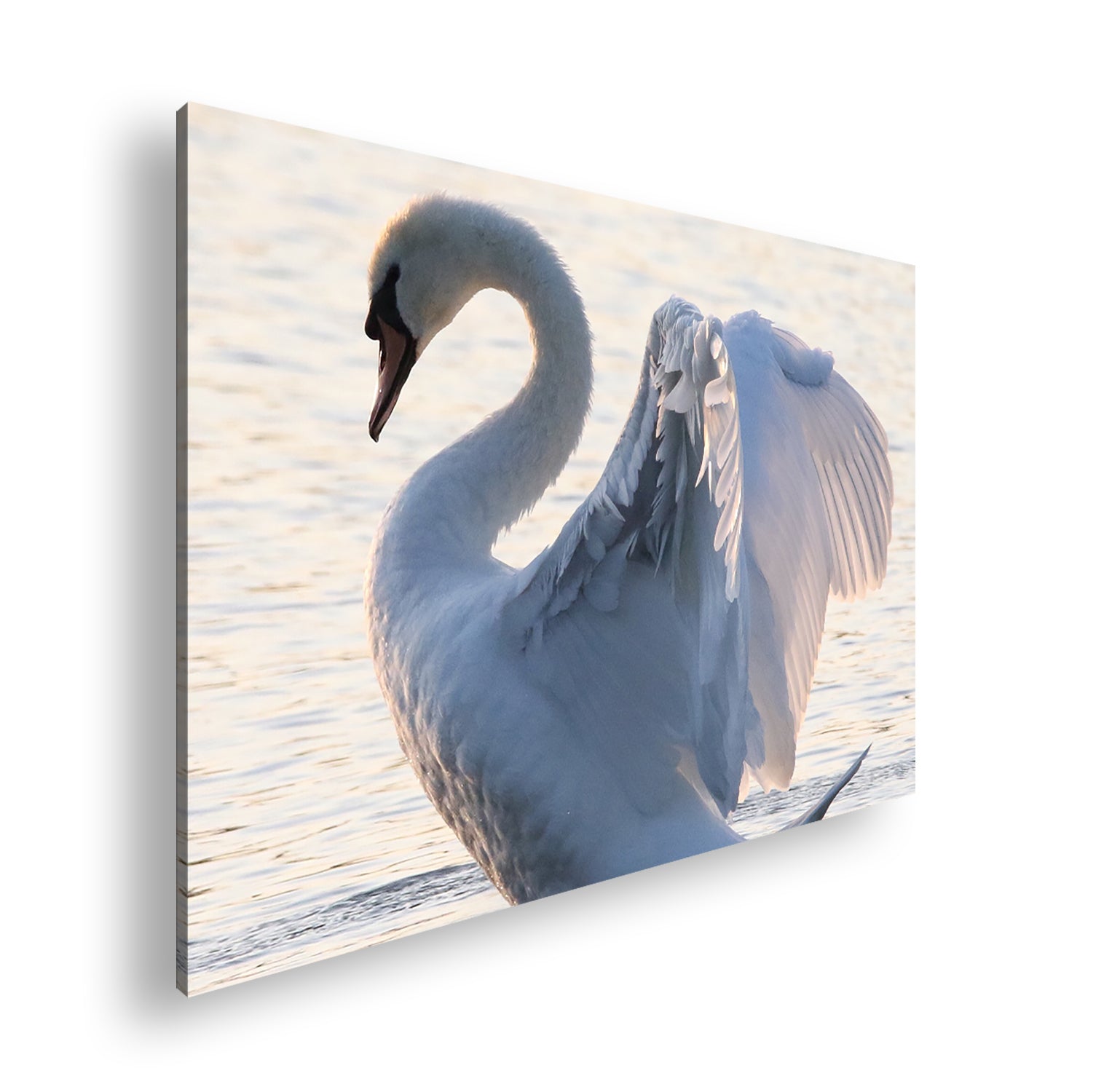 Hauptbild Farbig Standart