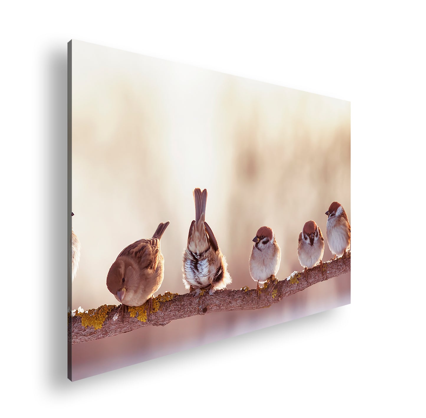 Hauptbild Farbig Standart