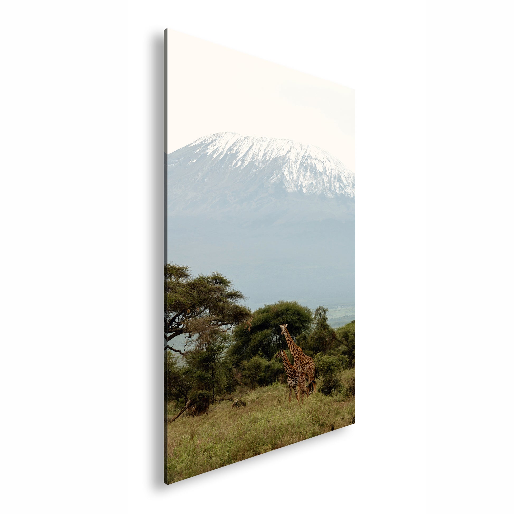 Hauptbild Farbig Standart