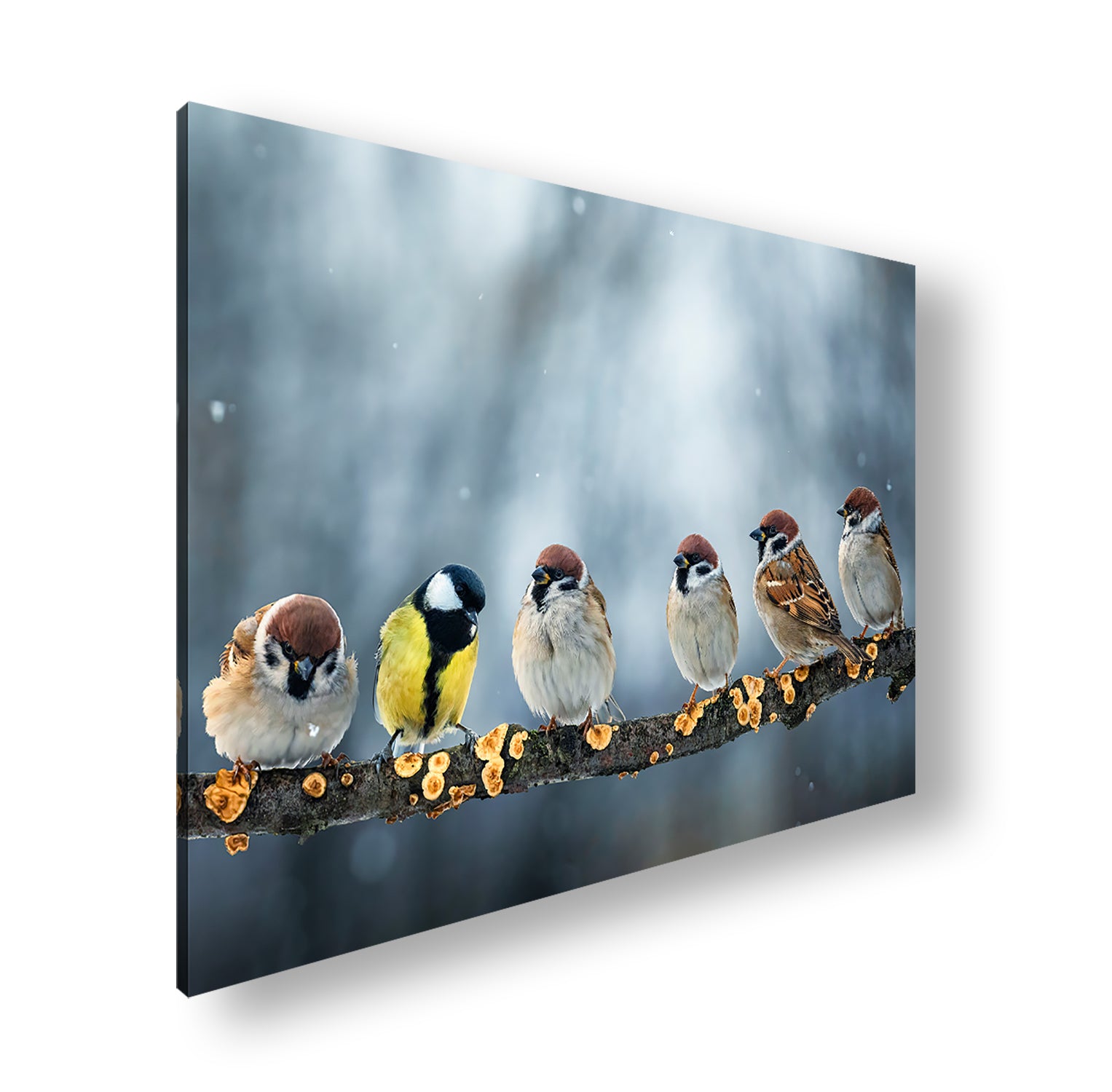 Hauptbild Farbig Standart