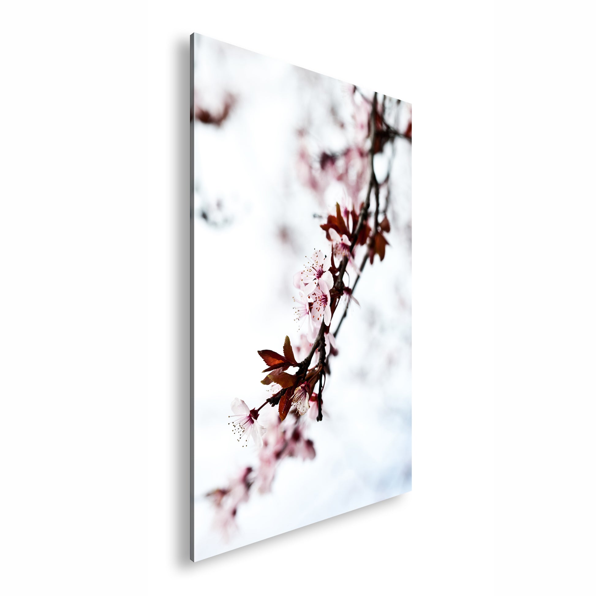 Hauptbild Farbig Standart