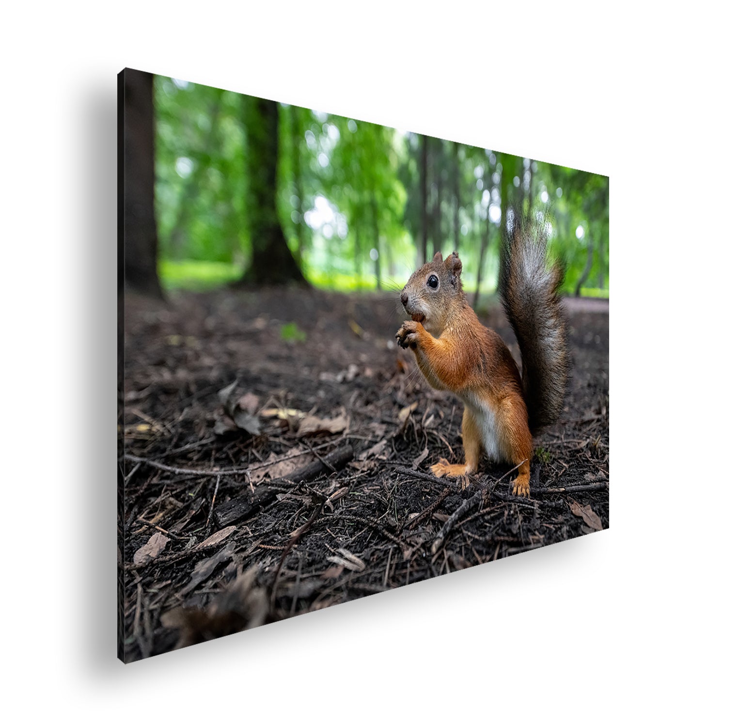 Hauptbild Farbig Standart