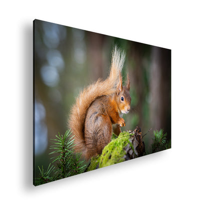 Hauptbild Farbig Standart