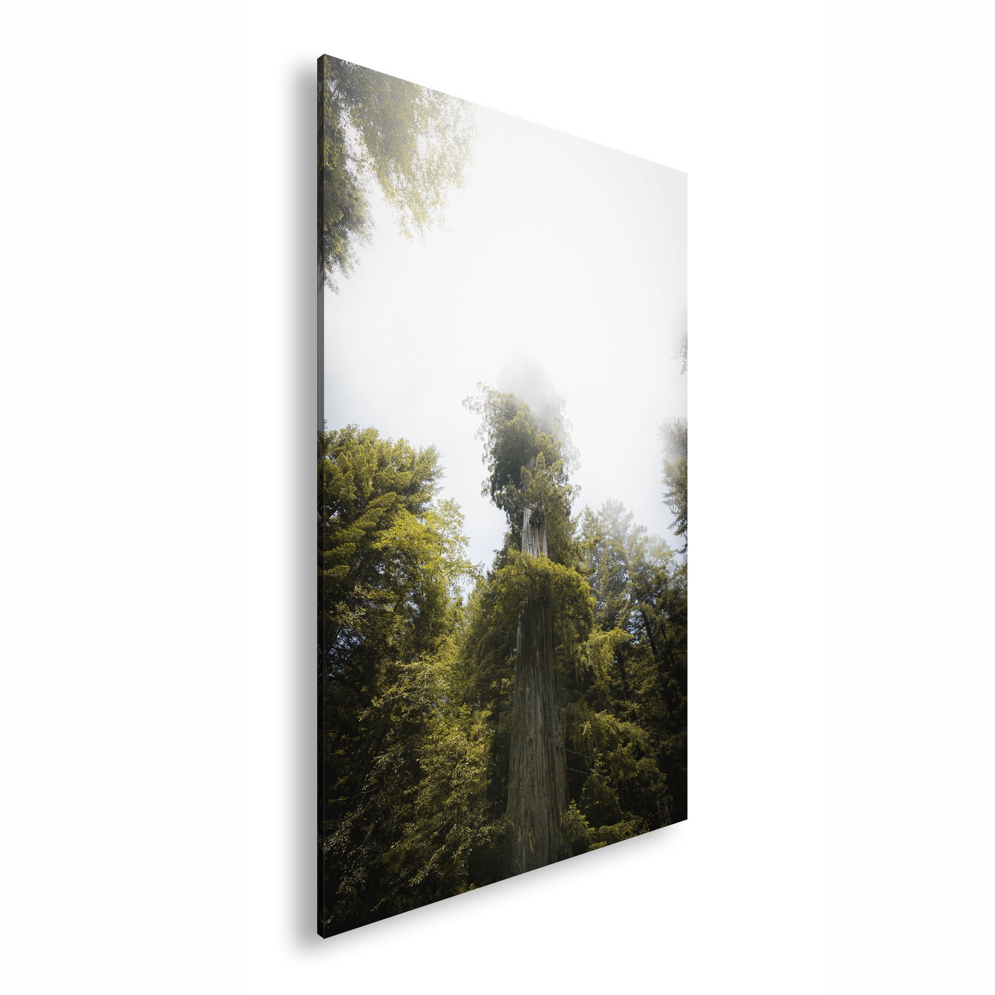 Hauptbild Farbig Standart