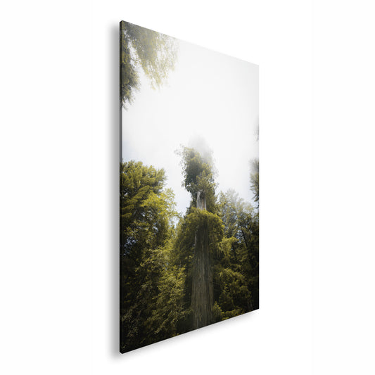 Hauptbild Farbig Standart