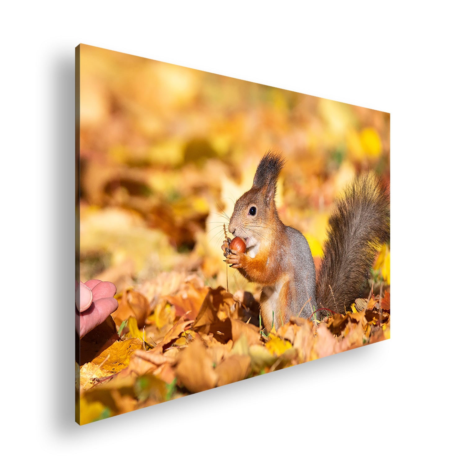 Hauptbild Farbig Standart