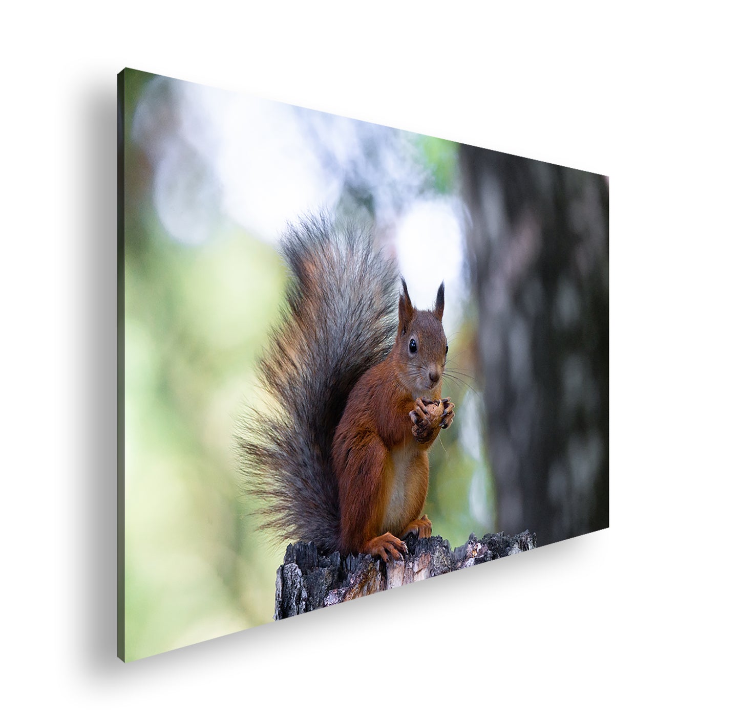 Hauptbild Farbig Standart