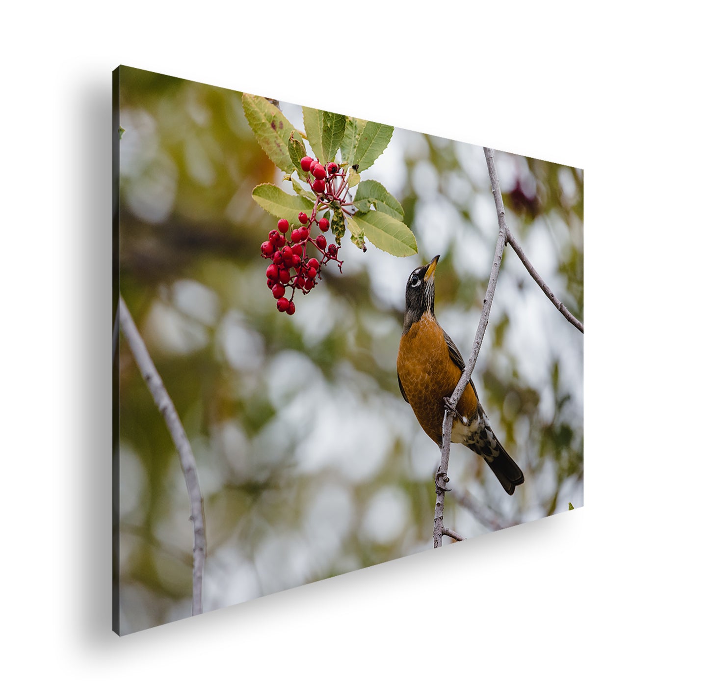 Hauptbild Farbig Standart