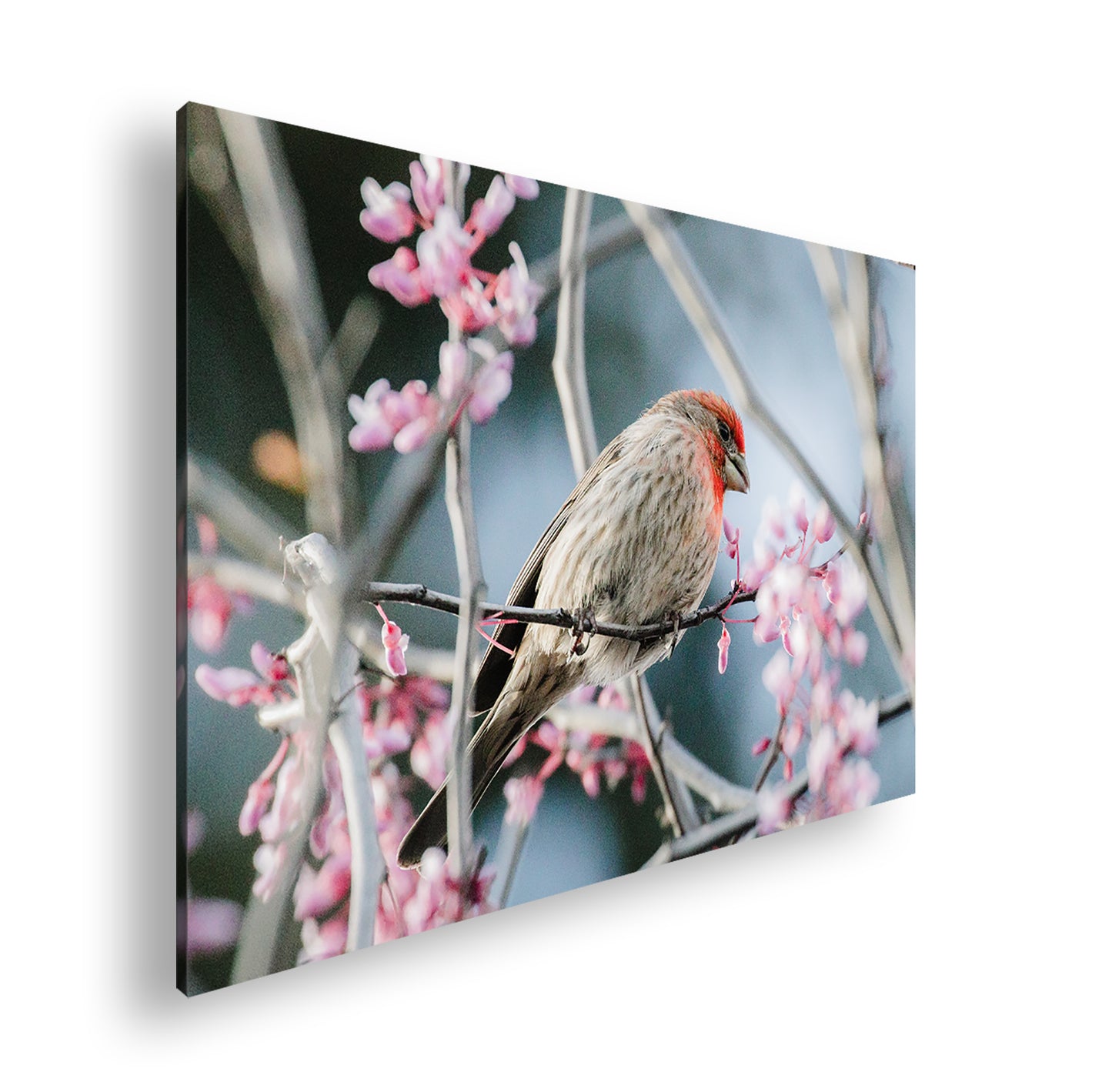 Hauptbild Farbig Standart