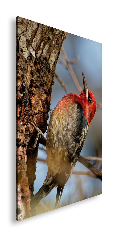 Hauptbild Farbig Standart