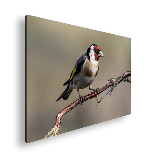 Hauptbild Farbig Standart