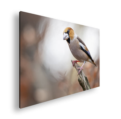 Hauptbild Farbig Standart