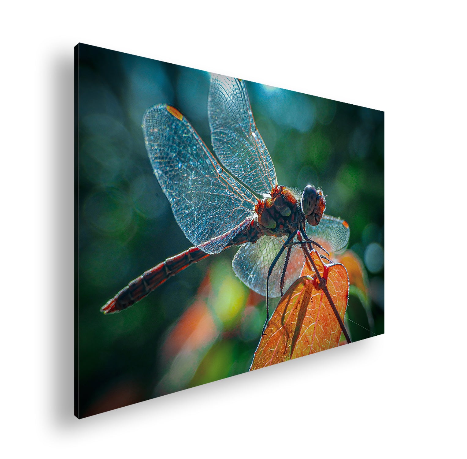 Hauptbild Farbig Standart