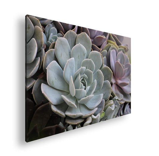 Hauptbild Farbig Standart