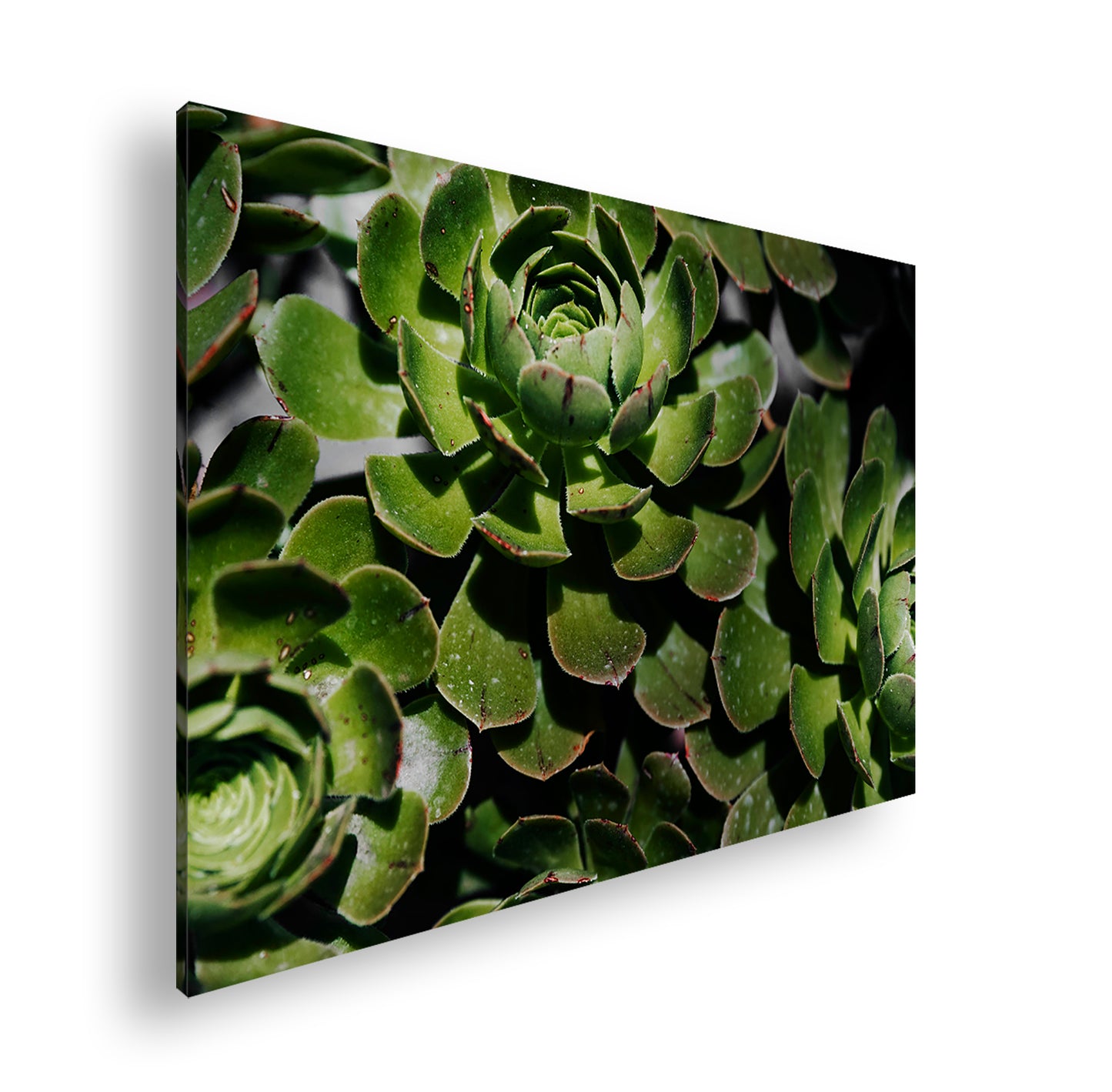 Hauptbild Farbig Standart