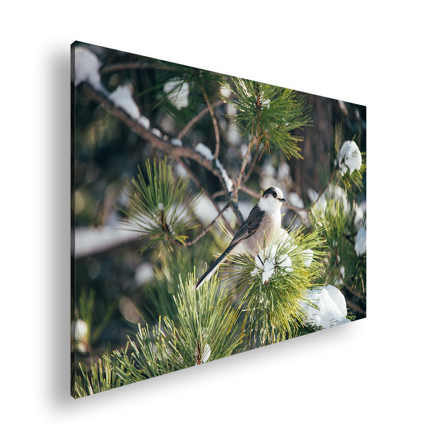 Hauptbild Farbig Standart