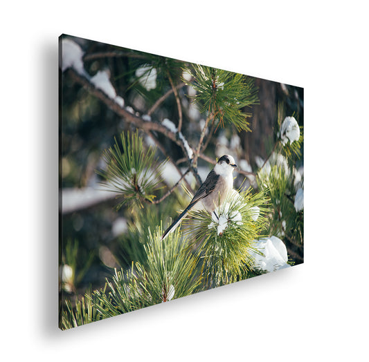 Hauptbild Farbig Standart