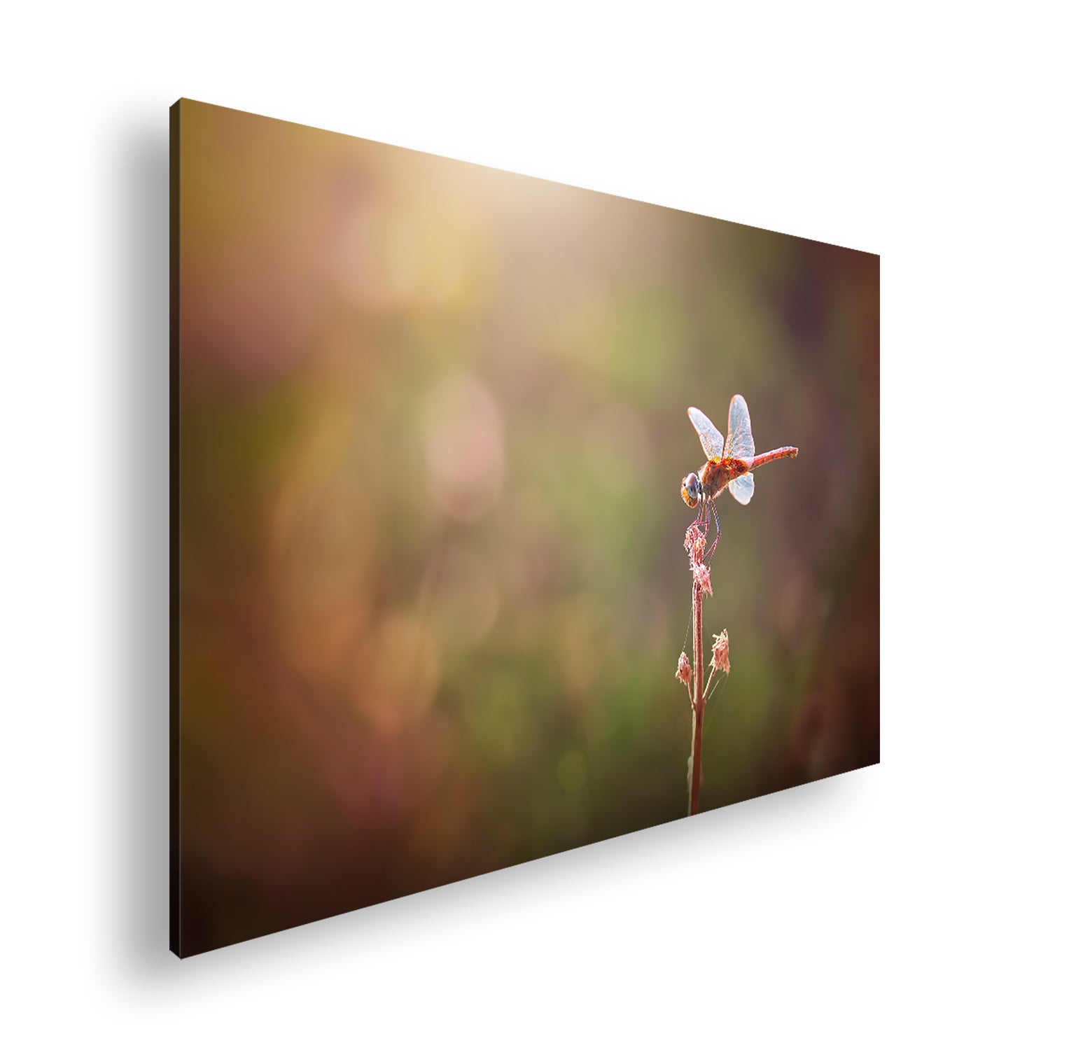 Hauptbild Farbig Standart