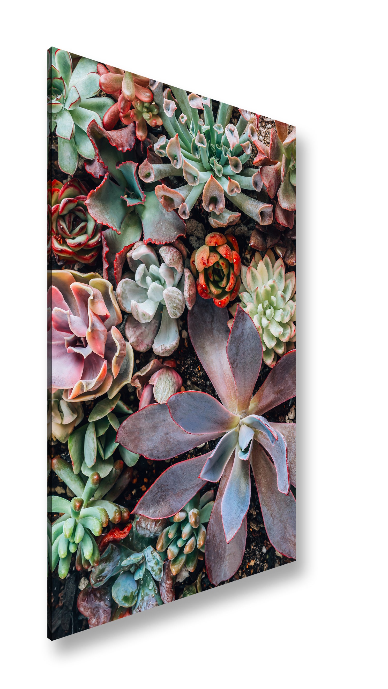 Hauptbild Farbig Standart