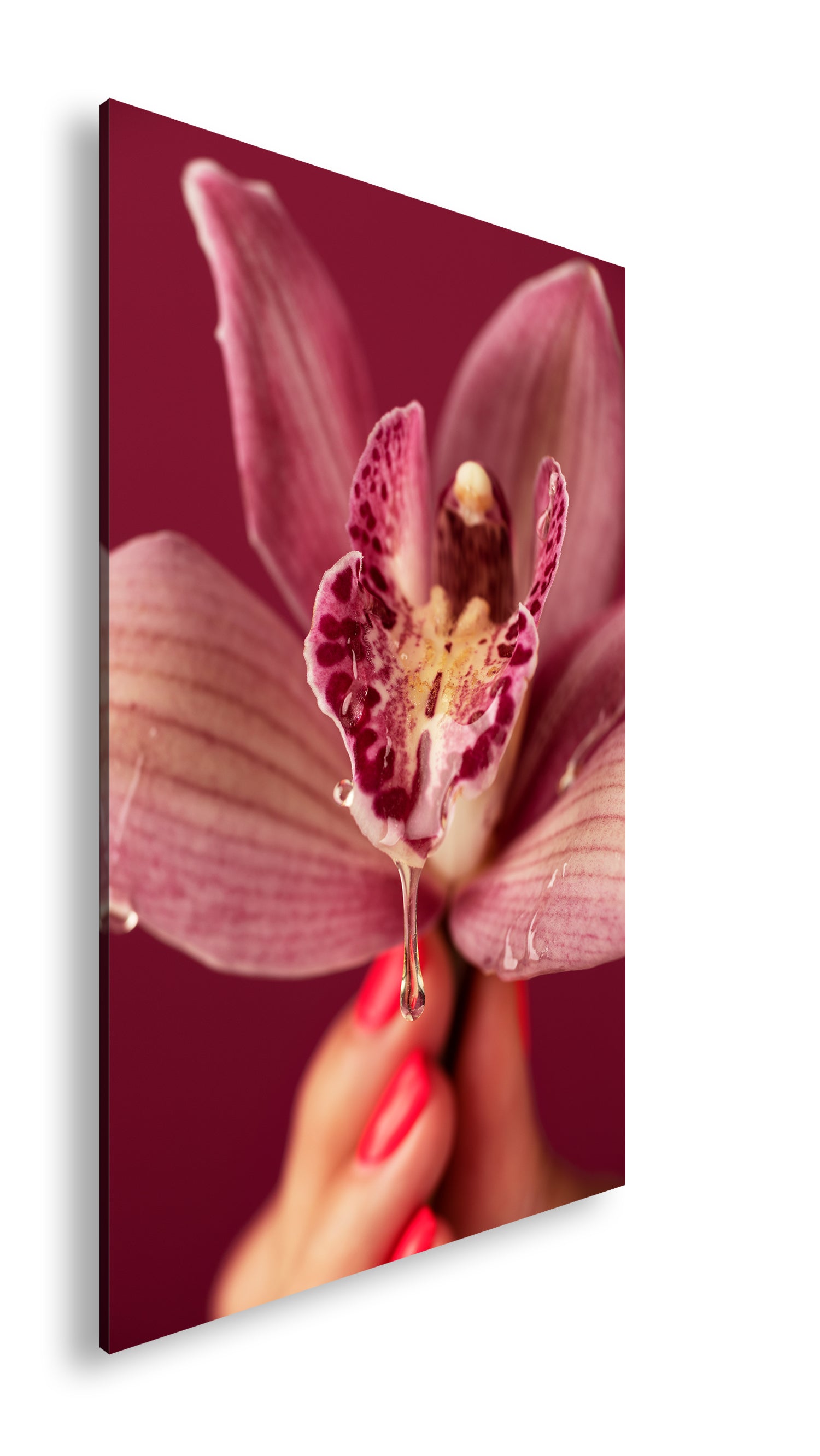 Hauptbild Farbig Standart