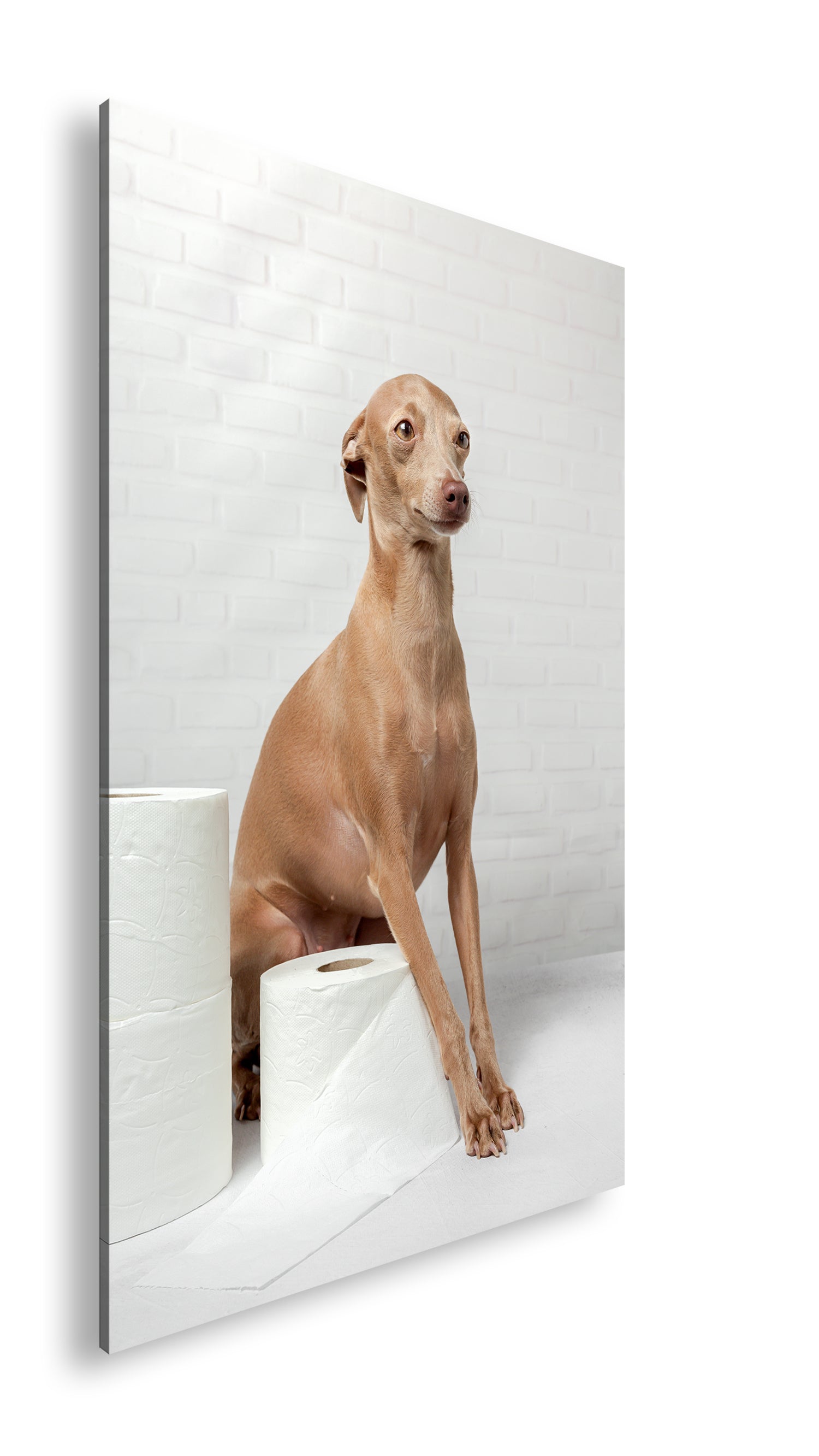 Hauptbild Farbig Standart