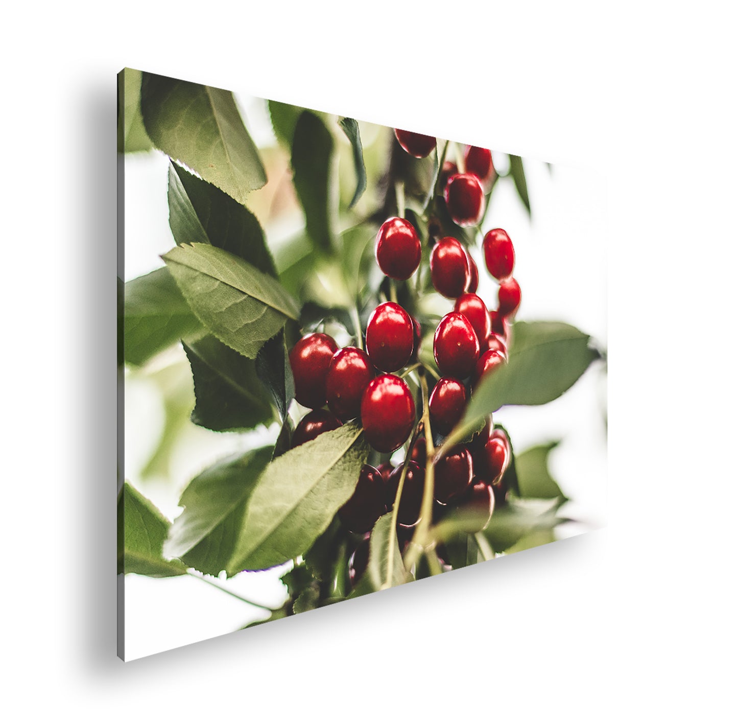 Hauptbild Farbig Standart