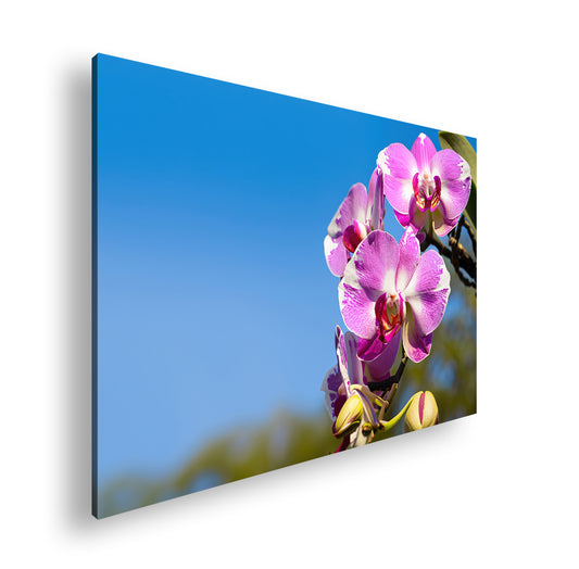 Hauptbild Farbig Standart