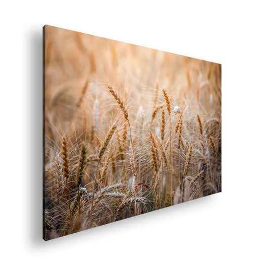 Hauptbild Farbig Standart