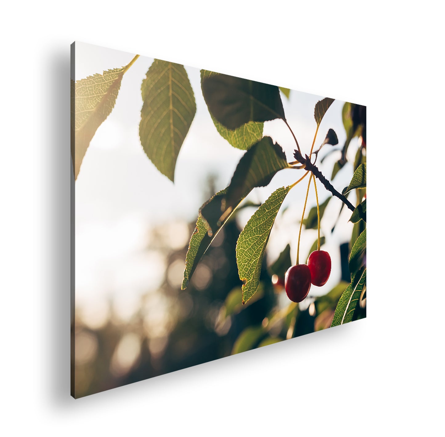 Hauptbild Farbig Standart